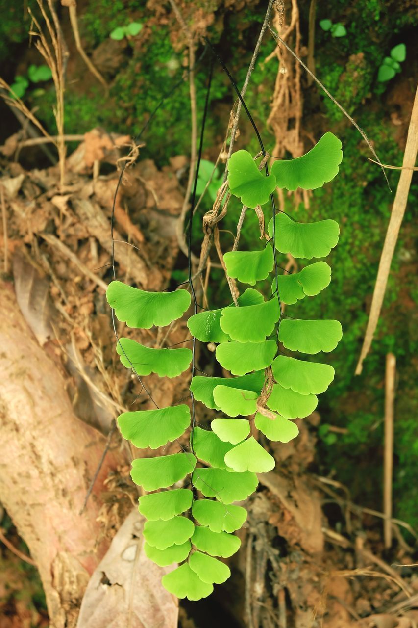 HIGH ANGLE VIEW OF LEAF ON FIELD