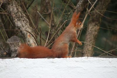 Squirrel on a tree