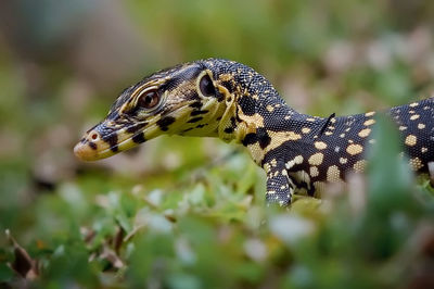 Close-up of lizard