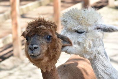 Close-up of a llama 