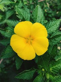 Close-up of yellow flower blooming outdoors