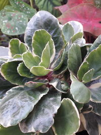 Close-up of succulent plant