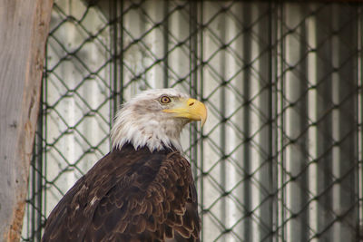 Close-up of eagle in cage