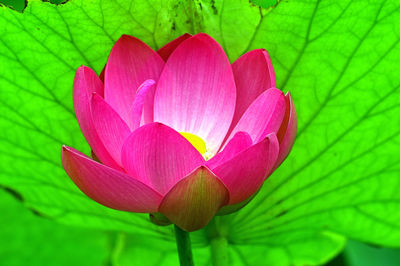 Close-up of pink water lily