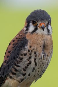 Close-up portrait of owl