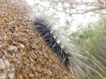 Close-up of lizard on tree trunk