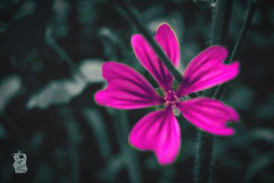 Close-up of pink flowers