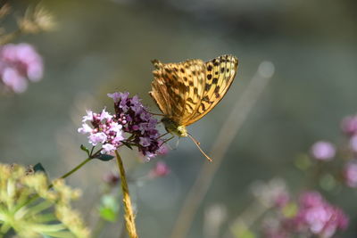 Close-up of butterfly pollinating on pink flower