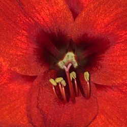 Macro shot of red flower