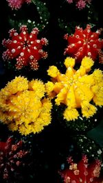 Close-up of yellow flowering plant