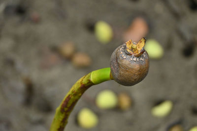 Close-up of flower bud growing on tree