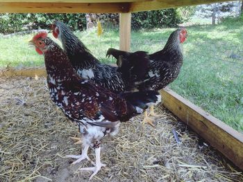 Close-up of hen on field