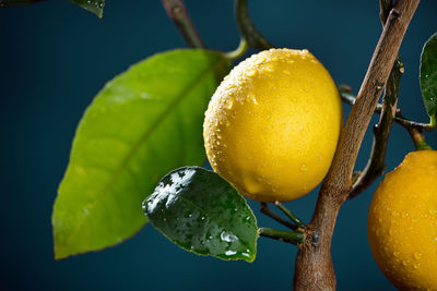 Lemon fruit at home