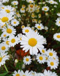 Close-up of white daisy flowers