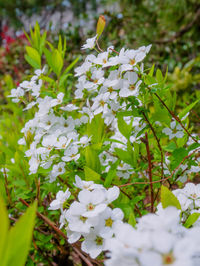 Close-up of white flowering plant