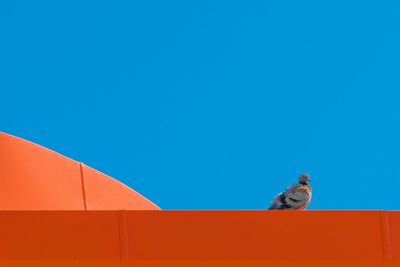 Bird perching on red against clear blue sky