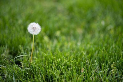 Close-up of dandelion on field