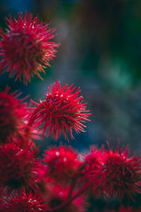 Close-up of red flowers growing outdoors