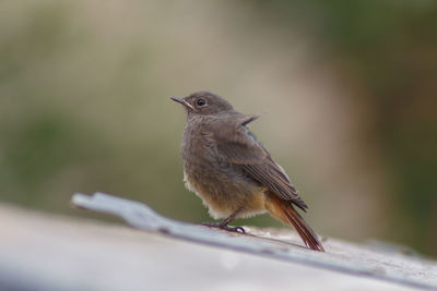 Close-up of bird perching on plant