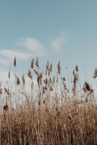 sky
