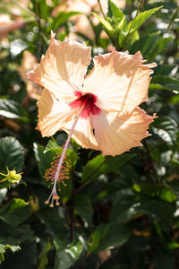 Close-up of hibiscus blooming outdoors