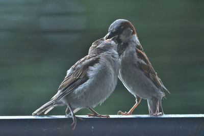 Close-up of bird perching outdoors