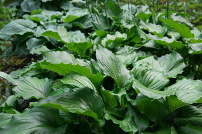 High angle view of plants