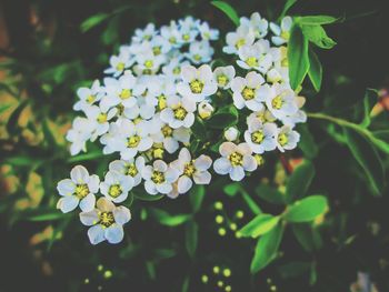 Close-up of white flowering plant