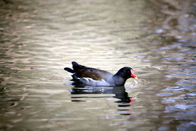 Black swan swimming in lake