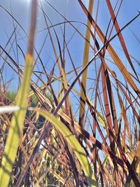 Low angle view of crops growing on field against sky