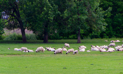 Sheep grazing in a field