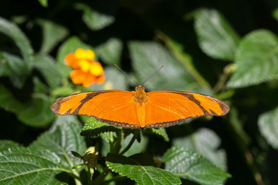 Close-up of butterfly on orange flower