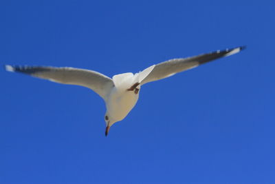 Low angle view of bird flying against clear blue sky