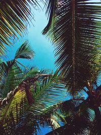 Low angle view of palm tree