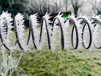 Close-up of frozen grass during winter