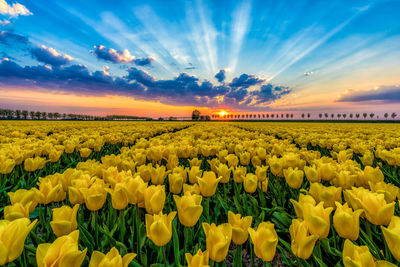 Yellow tulips blooming at farm against sky during sunset