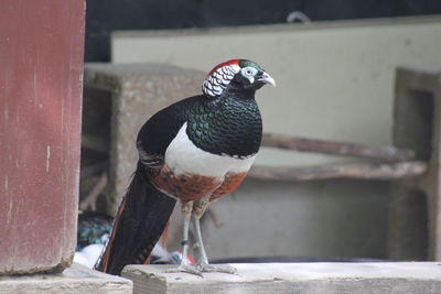 Close-up of bird perching on retaining wall