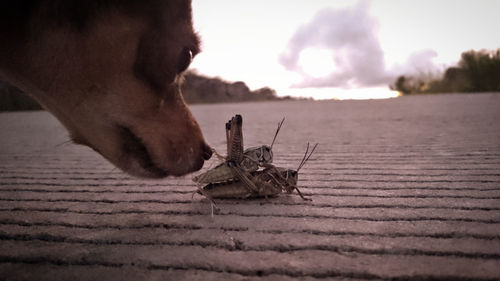 Close-up of insect