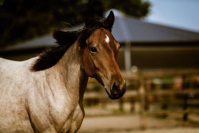Close-up of a horse in ranch