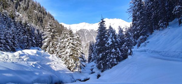 Snow covered pine trees against sky