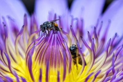 Close-up of bee pollinating on purple flower