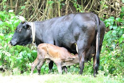 Cow grazing on field