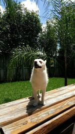 Dog standing on grass