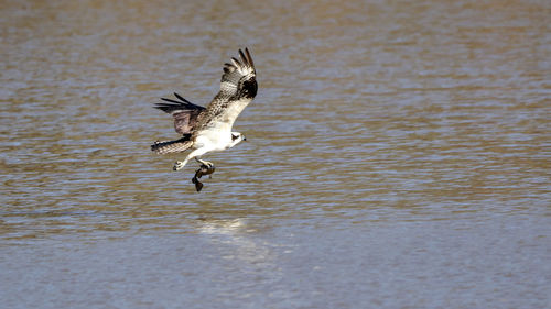 Bird carrying fish while flying over sea