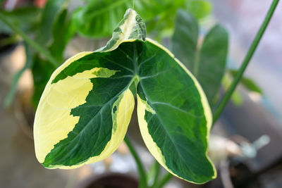 Close-up of fresh green leaves