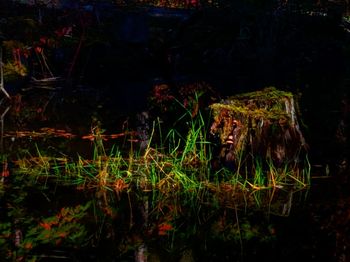 Reflection of trees in lake at night