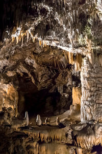 View of birds in cave