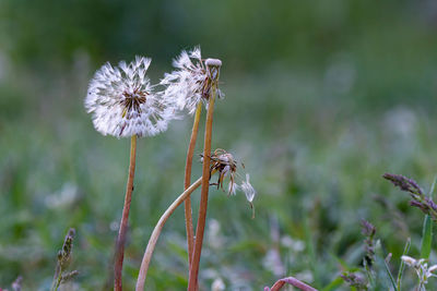 Close-up of wilted dandelion flower on field