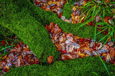 High angle view of moss growing on field