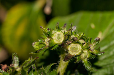 Close-up of green flower buds